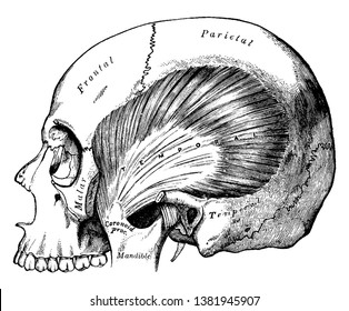 This illustration represents Temporal Muscle, vintage line drawing or engraving illustration.