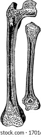This illustration represents Thigh Bone and Arm Bone, vintage line drawing or engraving illustration.