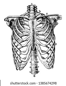 This illustration represents Thorax Skeleton, vintage line drawing or engraving illustration.