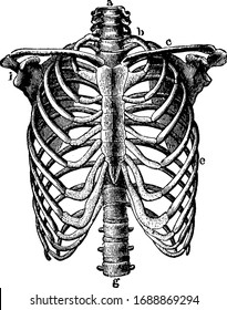 This illustration represents Thorax, vintage line drawing or engraving illustration.