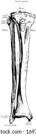 Fibula Stock Vectors, Images & Vector Art | Shutterstock