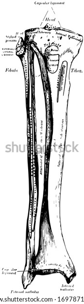 This Illustration Represents Tibia Fibula Vintage Stock Vector (Royalty ...