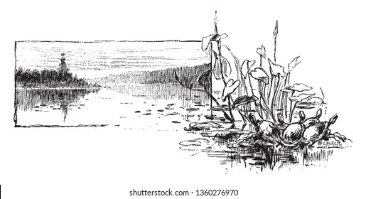 This illustration represents Turtles and Water, vintage line drawing or engraving illustration.