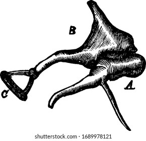 This illustration represents The Tympanic Ossicles, vintage line drawing or engraving illustration.