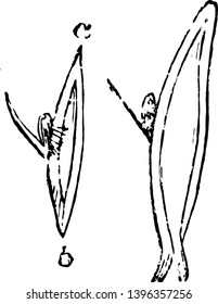 This illustration represents various types of Bud Taken from Rose Budding vintage line drawing or engraving illustration.