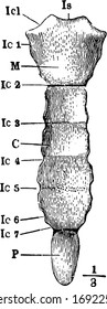 This illustration represents Ventral View of the Sternum, vintage line drawing or engraving illustration.