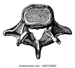 This illustration represents Vertebra Seen From Above, vintage line drawing or engraving illustration.