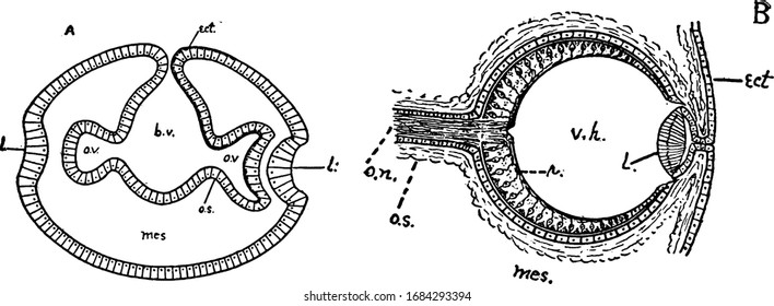 This illustration represents Vertebrate Eye, vintage line drawing or engraving illustration.