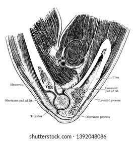 This illustration represents Vertical Section Through Elbow Joint, vintage line drawing or engraving illustration.