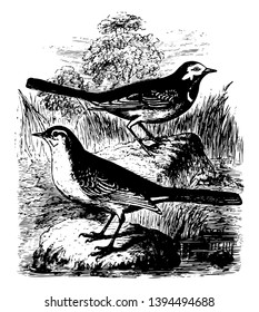 This illustration represents a White and Yellow Wagtail Sitting on the Rocks vintage line drawing or engraving illustration.