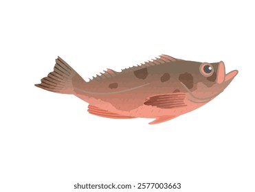 This is an illustration of Sebastes polyspinis.