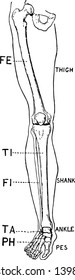 This illustration shows a front view of a human leg, vintage line drawing or engraving illustration.
