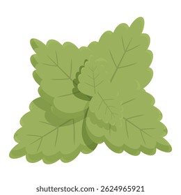 This illustration shows a group of fresh mint leaves growing together