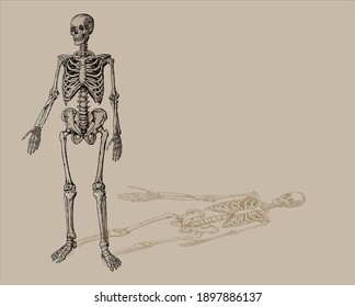 人体 骨格 のイラスト素材 画像 ベクター画像 Shutterstock