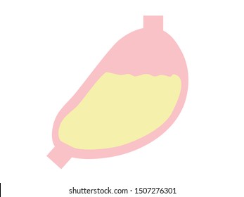 This is an illustration of the stomach. Please use for illustrations.
