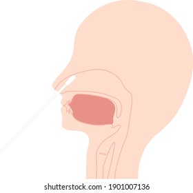 Esta es una ilustración de un virus que se está recogiendo de la nariz.