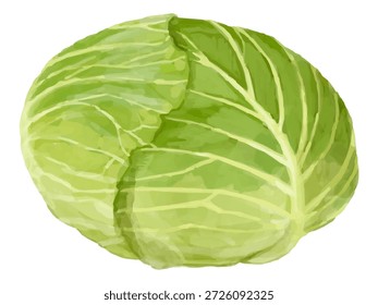 This is an illustration of a whole cabbage. It can be used for design decoration or vegetable illustrations.