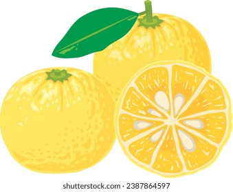 This is an illustration of yuzu.