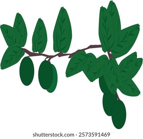 This illustrative image is about bidara fruit which comes from Middle Eastern Arab countries.