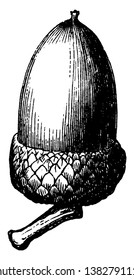 In this image an acorn the nut is surrounded by a scaly cup, vintage line drawing or engraving illustration.