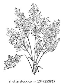 This is image of Aira Pulchella Grass & also known as air grass. This grass mostly grows in the south of Europe. The flower is delicate and graceful, vintage line drawing or engraving illustration.