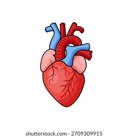 This image is an anatomical illustration of the human heart in a clean cartoon or vector style.