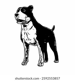This image is animal ilustration isolated design of amstaff dog