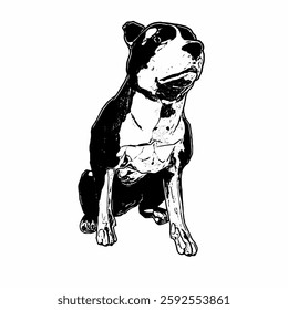 This image is animal ilustration isolated design of amstaff dog