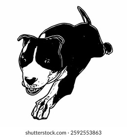 This image is animal ilustration isolated design of amstaff dog