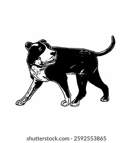 This image is animal ilustration isolated design of amstaff dog