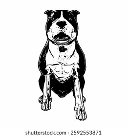 This image is animal ilustration isolated design of amstaff dog