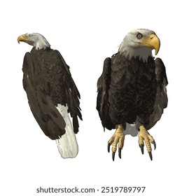 Esta Imagen es Vector de ilustración animal diseño aislado de águila calva Haliaeetus leucocephalus