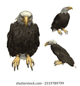 Esta Imagen es Vector de ilustración animal diseño aislado de águila calva Haliaeetus leucocephalus