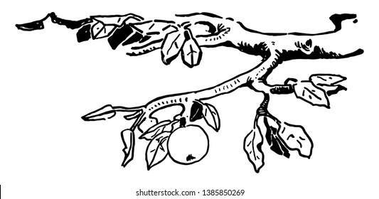 In diesem Bild hängt ein Apfel von einem Baum, einer Vintage-Linie Zeichnung oder Graviergrafik.