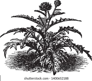 Esta es una imagen de la planta de Artichoke. Esta verdura crece a 1,4-2 m de altura, con arcos, hojas de 50-82 cm de largo, hojas de línea vintage o ilustración de grabado, de lecho profundo, plateadas, hojas de color verde glucosa.