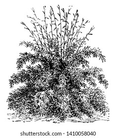 This is image of Arundinaria Falcata. There stem are green and very slender also the leaves are linear and narrow, vintage line drawing or engraving illustration.