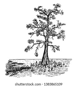 This is an image of bald cypress in swamp form. This image is showing the tree in the lake with aerating roots or knees, vintage line drawing or engraving illustration.