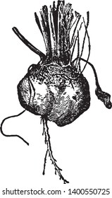 This is an image of Bassano Beet. This is a root and Its size is like potatoes, vintage line drawing or engraving illustration.
