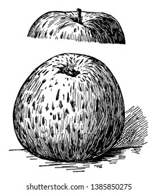 In diesem Bild sind die Ben Davi Äpfel, Vintage Linie Zeichnung oder Gravitation Illustration.