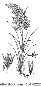 Das ist ein Bild von Blowout Grass. Das Gras ist 2 bis 2,5 m hoch und die Blattmesser glatt, rollt nach innen, weist eine Vintage-Linie auf oder graviert Illustrationen.