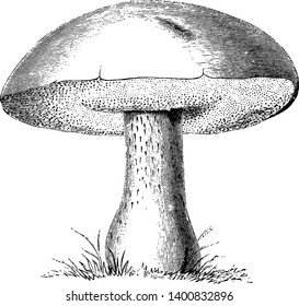 Esta es la imagen de Boletus Edulis Mushroom. El Cap se refiere a la parte superior y la parte inferior se llama las puntas. La superficie inferior del capuchón muestra numerosos poros, dibujos o grabados de líneas antiguas