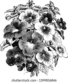 This is a image of Bouquet of Various Achimenes. The flowers come in various colors white, red, and purple, vintage line drawing or engraving illustration.