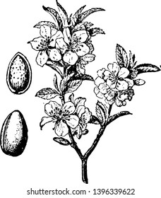 In this image the branch blossom and fruit are the almond tree vintage line drawing or engraving illustration.