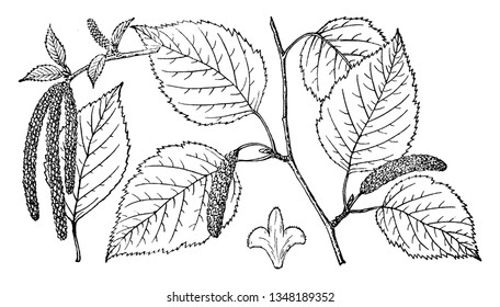 This is a image of Branch of Paper Birch which having many leaves & fruit. It is called as Betula Papyrifera, vintage line drawing or engraving illustration.