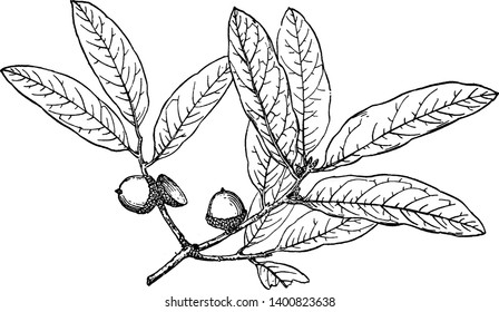 Esta es una imagen de la Rama del roble de laurel del pantano, que es un roble semirverde mediano en la sección de roble rojo.  Es originario del sudeste de Estados Unidos, dibujo o grabado de líneas antiguas