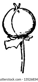 This is an image of bud of Calystegia Sepium and it is an undeveloped or embryonic shoot. Calystegia Sepium has trumpet shaped flowers with white or pale pink color, vintage 