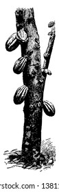 In this image is a Cacao tree. From that clove they have started cocoa till the top of the trunk, vintage line drawing or engraving illustration.
