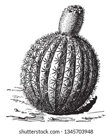 This is image of Cactus Melocactus which has a round shape and grows eight inches high, vintage line drawing or engraving illustration.