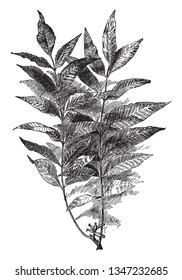 This is an image of Carya Pecan. It is known as pecan and the fruit is Showy and Edible, vintage line drawing or engraving illustration.