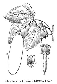 Das ist ein Bild von Cassabanana. Die Frucht hat einen köstlichen, melonartigen Geschmack, wenn sie reif ist, Vintage-Linie Zeichnung oder Gravitation Illustration.